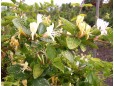 Lonicera japonica (Mâna Maicii Domnului)